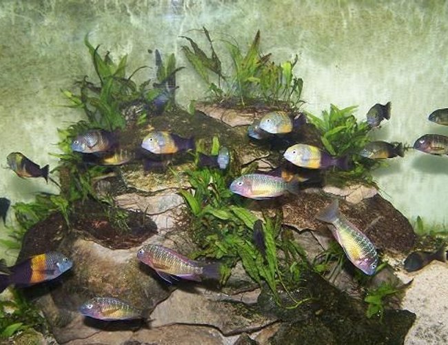 freshwater fish - tropheus moorii - moorii (kaiser ii) cichlid stocking in 165 gallons tank - T Moorii Kasanga F0
T Moorii Bemba F0 freshwater fish - tropheus moorii - moorii (kaiser ii) cichlid stocking in 165 gallons tank - T Moorii Kasanga F0
T Moorii Bemba F0