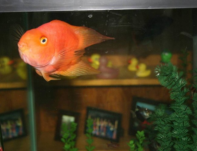 freshwater fish - heros severus x amphilophus citrinellum - blood parrot stocking in 56 gallons tank - Loui, my Heart-Shaped Parrot freshwater fish - heros severus x amphilophus citrinellum - blood parrot stocking in 56 gallons tank - Loui, my Heart-Shaped Parrot