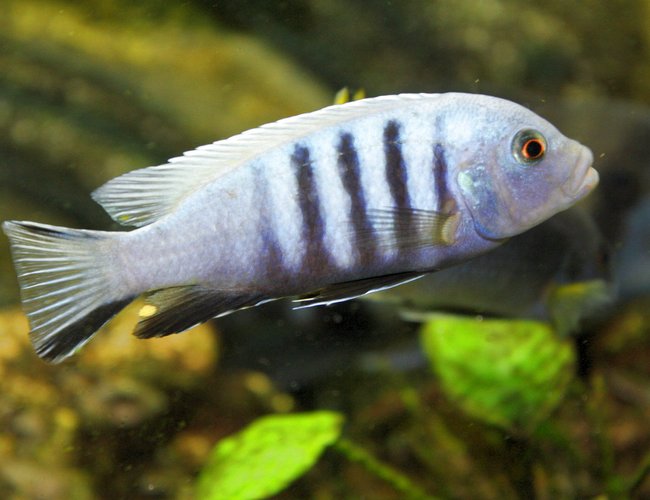 freshwater fish - pseudotropheus saulosi - saulos's mbuna stocking in 80 gallons tank - malawi freshwater fish - pseudotropheus saulosi - saulos's mbuna stocking in 80 gallons tank - malawi