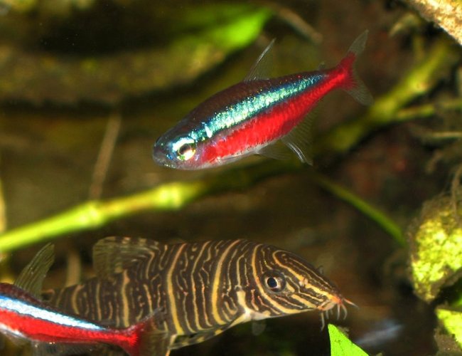 freshwater fish - paracheirodon axelrodi - cardinal tetra stocking in 30 gallons tank - cardinal tetra and botia freshwater fish - paracheirodon axelrodi - cardinal tetra stocking in 30 gallons tank - cardinal tetra and botia