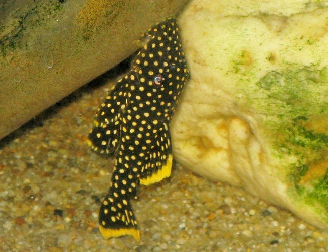 freshwater fish - baryancistrus sp. - gold nugget pleco (l-18) stocking in 135 gallons tank - Gold Nugget Pleco in 55 gal. tank freshwater fish - baryancistrus sp. - gold nugget pleco (l-18) stocking in 135 gallons tank - Gold Nugget Pleco in 55 gal. tank
