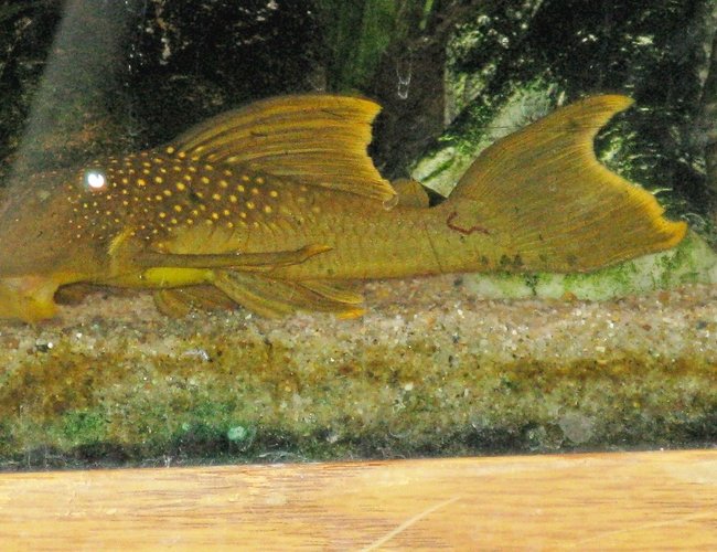 freshwater fish - baryancistrus demantoides - green phantom pleco stocking in 135 gallons tank - Green Phantom Pleco freshwater fish - baryancistrus demantoides - green phantom pleco stocking in 135 gallons tank - Green Phantom Pleco