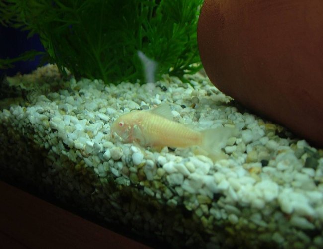 freshwater fish - corydoras aeneus - albino aeneus cory cat stocking in 180 gallons tank - this is my aldino cory freshwater fish - corydoras aeneus - albino aeneus cory cat stocking in 180 gallons tank - this is my aldino cory