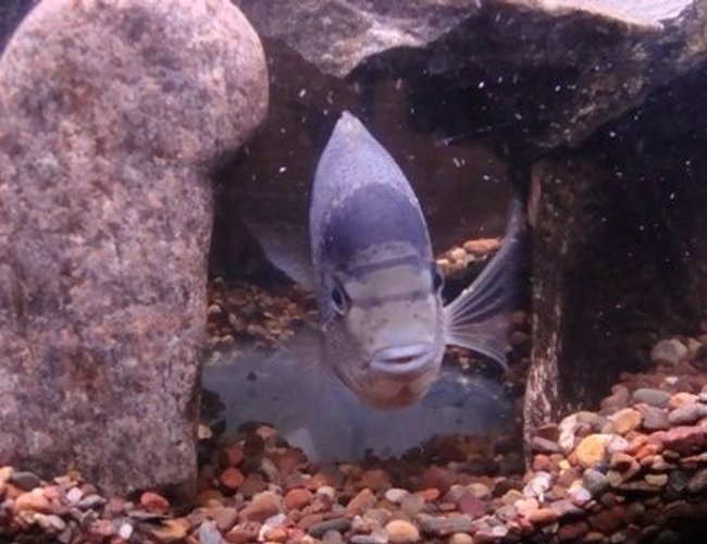 freshwater fish - vieja argentea - white cichlid stocking in 55 gallons tank - 8 inch Vieja Argentea freshwater fish - vieja argentea - white cichlid stocking in 55 gallons tank - 8 inch Vieja Argentea