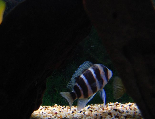 freshwater fish - cyphotilapia frontosa - frontosa cichlid stocking in 75 gallons tank - Frontosa trying to hide. freshwater fish - cyphotilapia frontosa - frontosa cichlid stocking in 75 gallons tank - Frontosa trying to hide.