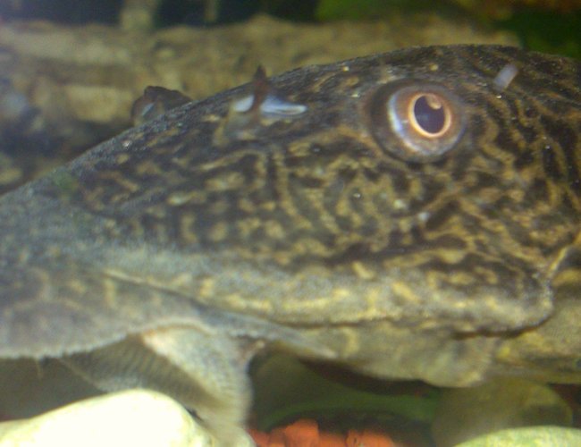 freshwater fish - glyptoperichthys gibbiceps - sailfin pleco (l-83) stocking in 100 gallons tank - big mouth freshwater fish - glyptoperichthys gibbiceps - sailfin pleco (l-83) stocking in 100 gallons tank - big mouth