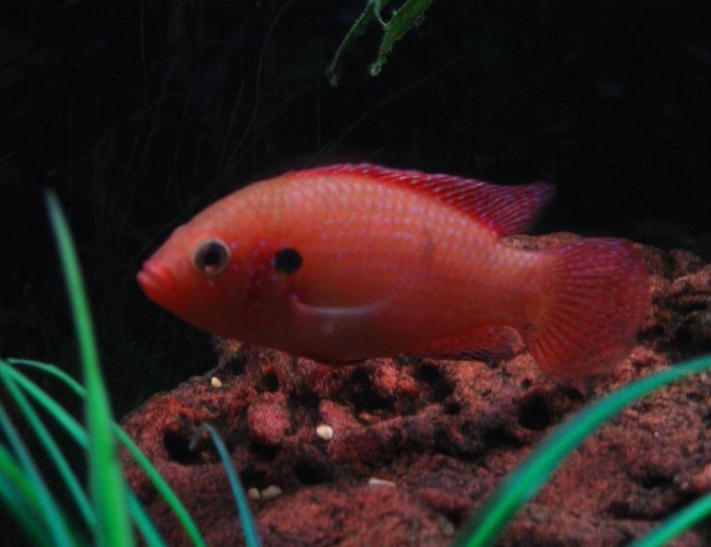 freshwater fish - hemichromis bimaculatus - jewel cichlid stocking in 75 gallons tank - Red Forest Jewel. freshwater fish - hemichromis bimaculatus - jewel cichlid stocking in 75 gallons tank - Red Forest Jewel.