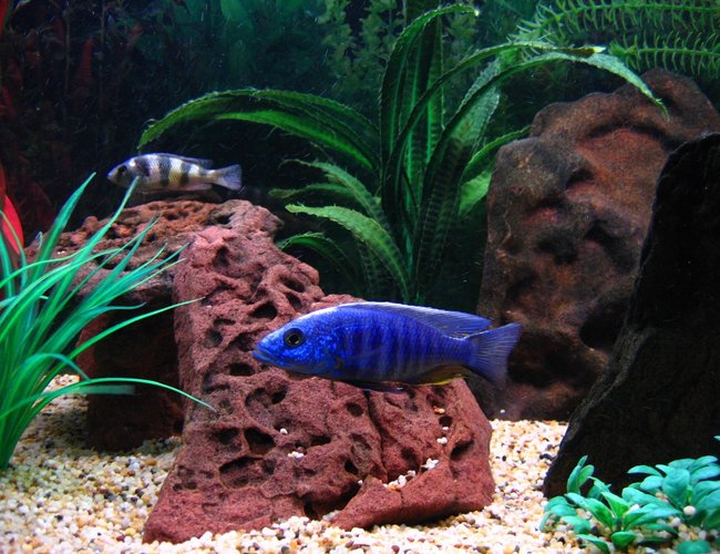 freshwater fish - sciaenochromis fryeri - electric blue hap stocking in 75 gallons tank - The biggest poser in my tank is one of my Electric Blues picture here in the front with my Zebra Obliquidens in the background. freshwater fish - sciaenochromis fryeri - electric blue hap stocking in 75 gallons tank - The biggest poser in my tank is one of my Electric Blues picture here in the front with my Zebra Obliquidens in the background.