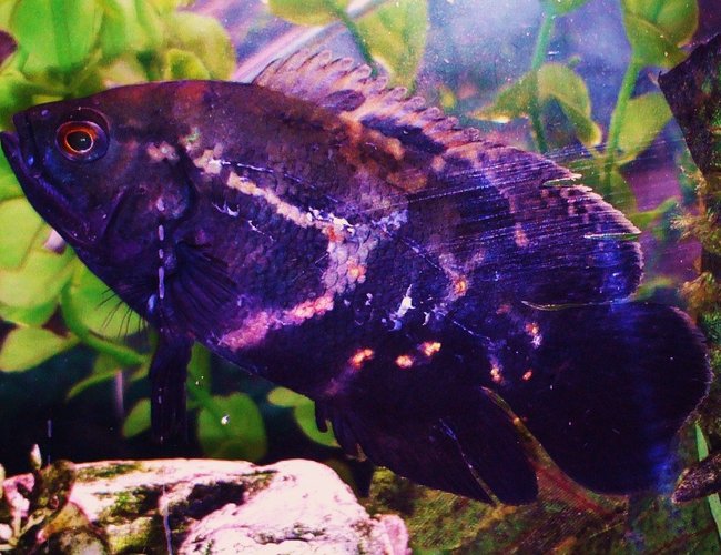 freshwater fish - astronotus ocellatus - tiger oscar stocking in 90 gallons tank - Tiger Oscar aka Soul Sister Little Tiger This fish does what my other 2 oscars do and follows them where they go, and is the least dominant of my 3 oscars. freshwater fish - astronotus ocellatus - tiger oscar stocking in 90 gallons tank - Tiger Oscar aka Soul Sister Little Tiger This fish does what my other 2 oscars do and follows them where they go, and is the least dominant of my 3 oscars.