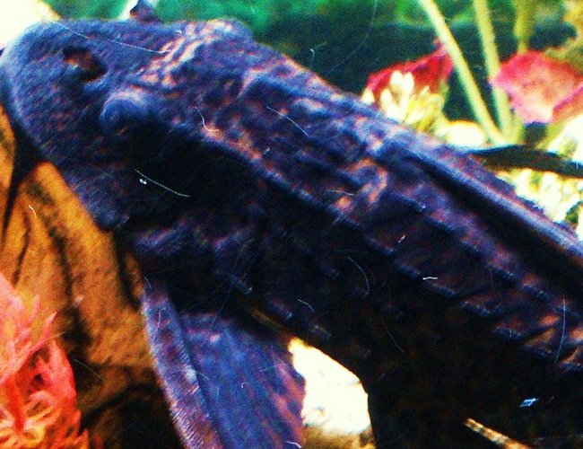 freshwater fish - glyptoperichthys gibbiceps - sailfin pleco (l-83) stocking in 90 gallons tank - Picostumus Pleco aka Picasso This fish is almost 12 inches long and does his thing by cleaning the algae of the tank. He loves cucumbers, tends to be nocturnal and rules the night along with my knife fish. He does not mess with any of the other fishes and will not tolerate being messed with. freshwater fish - glyptoperichthys gibbiceps - sailfin pleco (l-83) stocking in 90 gallons tank - Picostumus Pleco aka Picasso This fish is almost 12 inches long and does his thing by cleaning the algae of the tank. He loves cucumbers, tends to be nocturnal and rules the night along with my knife fish. He does not mess with any of the other fishes and will not tolerate being messed with.
