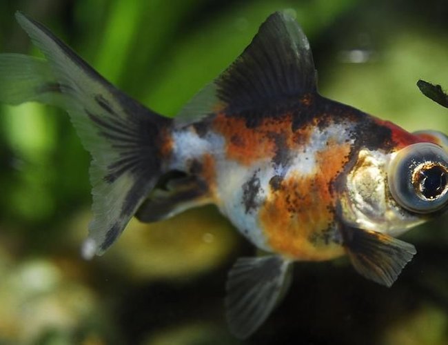 freshwater fish - carassius auratus - telescope calico goldfish stocking in 55 gallons tank - 1.5" Telescope Calico Goldfish
Kept in a 100 gallon tank with other goldfish freshwater fish - carassius auratus - telescope calico goldfish stocking in 55 gallons tank - 1.5" Telescope Calico Goldfish
Kept in a 100 gallon tank with other goldfish