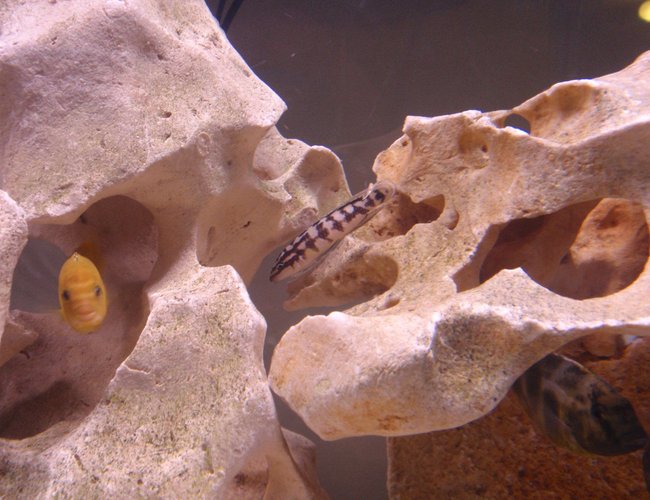 freshwater fish - julidochromis transcriptus - masked julie stocking in 90 gallons tank - venustus, lab and julie just hangin out freshwater fish - julidochromis transcriptus - masked julie stocking in 90 gallons tank - venustus, lab and julie just hangin out