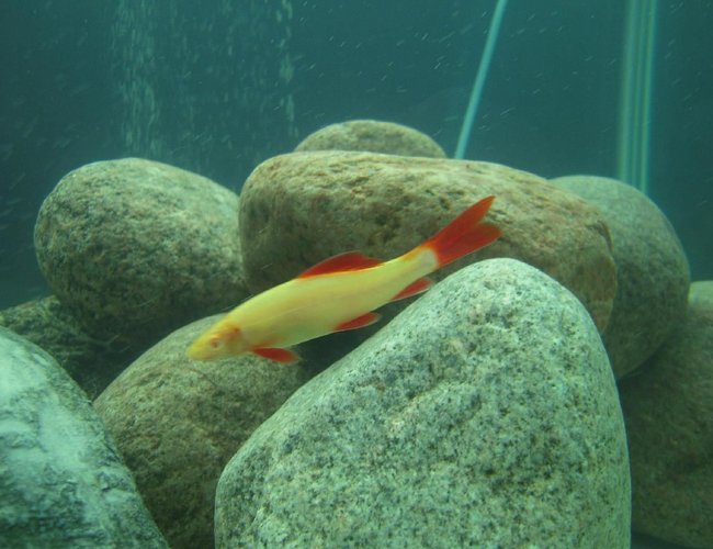 freshwater fish - epalzeorhynchos frenatus - albino rainbow shark stocking in 150 gallons tank - Albino Rainbow Shark freshwater fish - epalzeorhynchos frenatus - albino rainbow shark stocking in 150 gallons tank - Albino Rainbow Shark