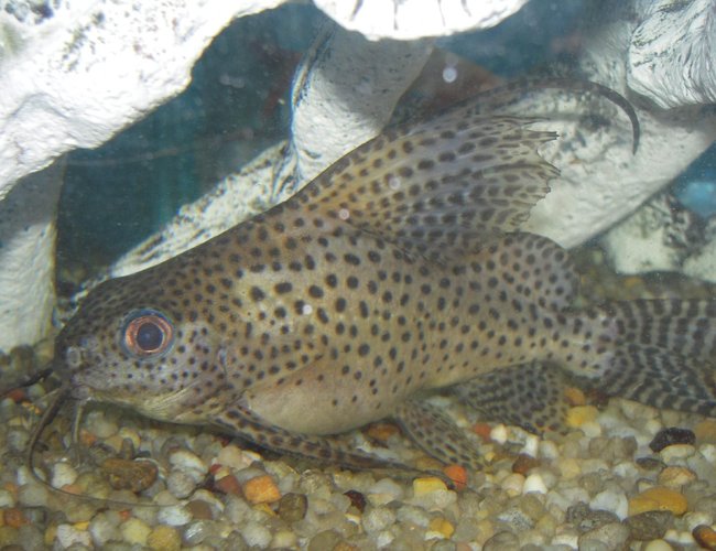 freshwater fish - synodontis eupterus - synodontis eupterus catfish stocking in 150 gallons tank - Synodontis Eupterus Catfish freshwater fish - synodontis eupterus - synodontis eupterus catfish stocking in 150 gallons tank - Synodontis Eupterus Catfish