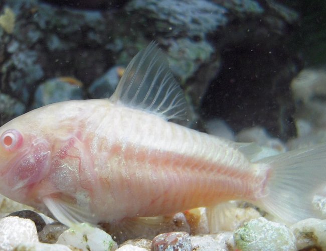 freshwater fish - corydoras aeneus - albino aeneus cory cat stocking in 150 gallons tank - Albino Cory Cat freshwater fish - corydoras aeneus - albino aeneus cory cat stocking in 150 gallons tank - Albino Cory Cat