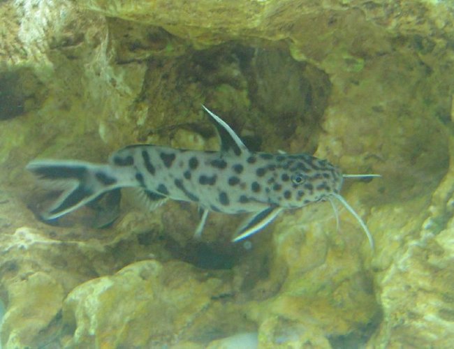 freshwater fish - synodontis petricola - pygmy leopard catfish stocking in 150 gallons tank - Synodontis Petricola freshwater fish - synodontis petricola - pygmy leopard catfish stocking in 150 gallons tank - Synodontis Petricola