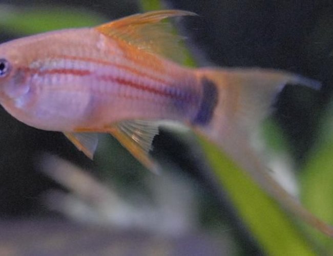 freshwater fish - xiphophorus helleri - neon swordtail stocking in 55 gallons tank - 4" Green Marigold Swordtail freshwater fish - xiphophorus helleri - neon swordtail stocking in 55 gallons tank - 4" Green Marigold Swordtail