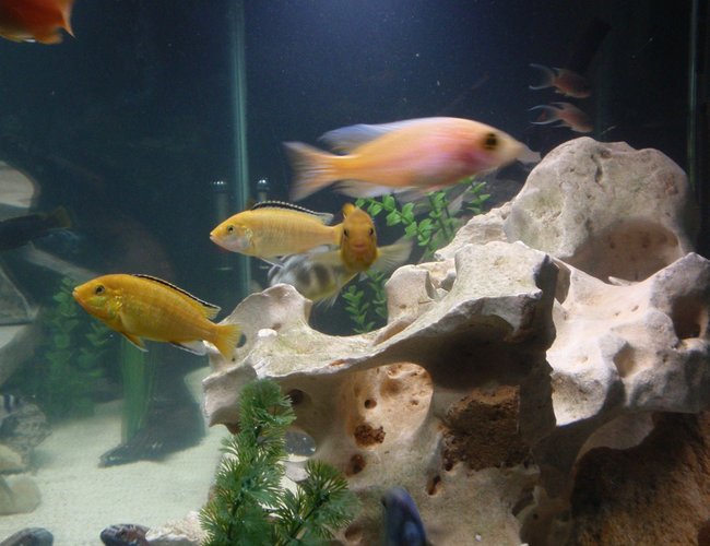 freshwater fish - labidochromis caeruleus - electric yellow cichlid stocking in 90 gallons tank - looking through the end of my tank freshwater fish - labidochromis caeruleus - electric yellow cichlid stocking in 90 gallons tank - looking through the end of my tank