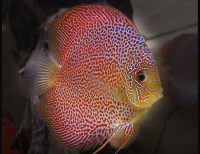 freshwater fish - oriental dream discus stocking in 127 gallons tank - Discus Super Eruption freshwater fish - oriental dream discus stocking in 127 gallons tank - Discus Super Eruption
