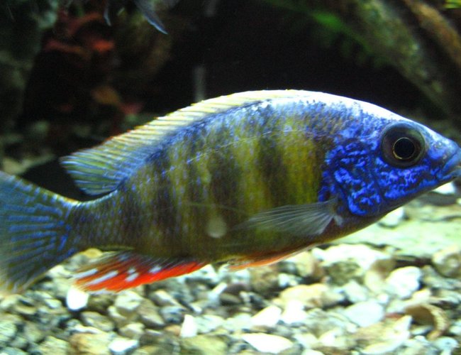 freshwater fish - protomelas steveni - taiwan reef stocking in 125 gallons tank - Taiwan Reef freshwater fish - protomelas steveni - taiwan reef stocking in 125 gallons tank - Taiwan Reef