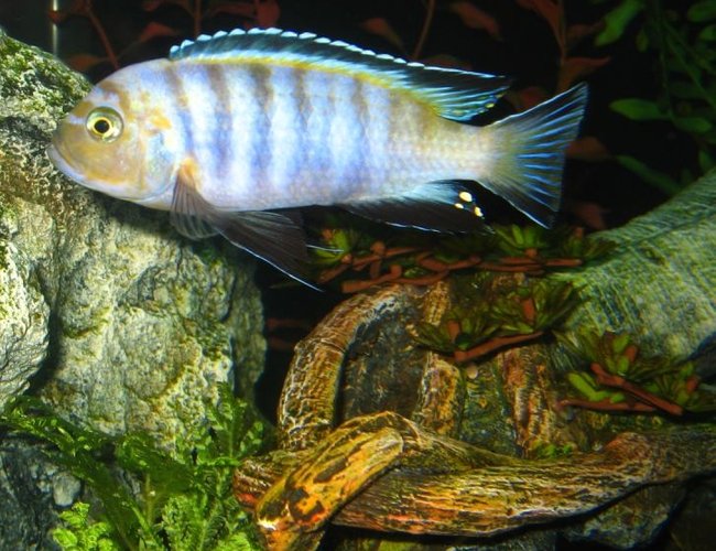 freshwater fish - pseudotropheus saulosi - saulos's mbuna stocking in 125 gallons tank - WILD Caught Purple Lion freshwater fish - pseudotropheus saulosi - saulos's mbuna stocking in 125 gallons tank - WILD Caught Purple Lion