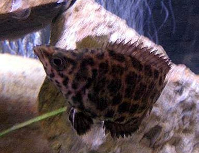 freshwater fish - ctenopoma acutirostre - leopard ctenopoma stocking in 10 gallons tank - Leapord Ctenopoma freshwater fish - ctenopoma acutirostre - leopard ctenopoma stocking in 10 gallons tank - Leapord Ctenopoma