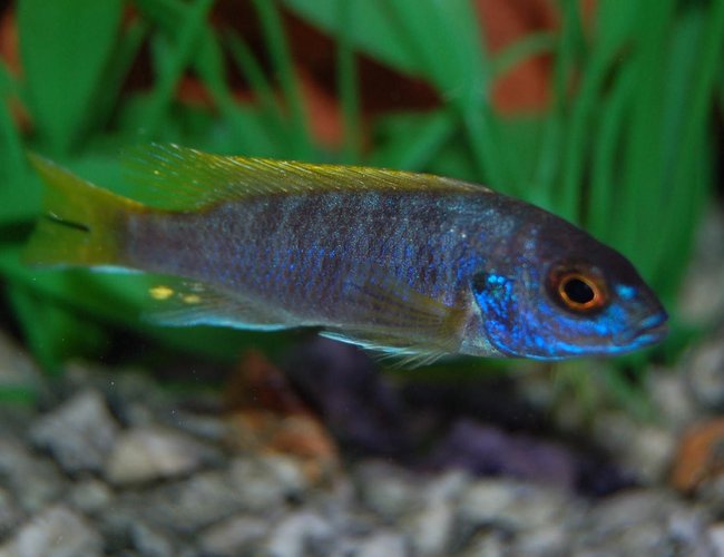 freshwater fish - labidochromis sp. - hongi stocking in 46 gallons tank - Hongi freshwater fish - labidochromis sp. - hongi stocking in 46 gallons tank - Hongi