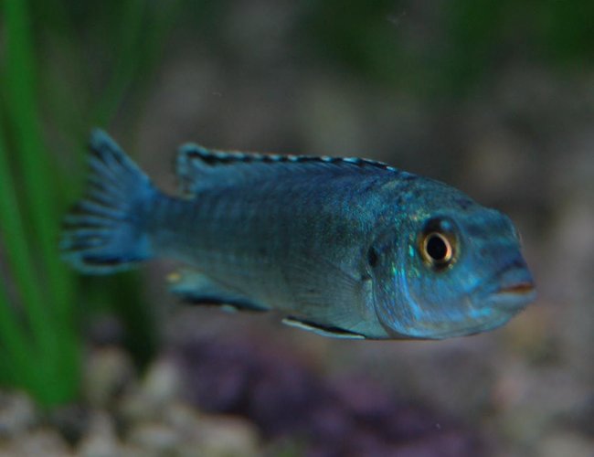 freshwater fish - melanochromis johannii - johanni cichlid stocking in 46 gallons tank - Electric Blue freshwater fish - melanochromis johannii - johanni cichlid stocking in 46 gallons tank - Electric Blue