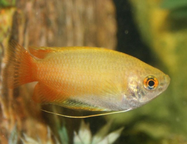 freshwater fish - colisa chuna - honey dwarf gourami stocking in 150 gallons tank - Dwarf Honey Gourami freshwater fish - colisa chuna - honey dwarf gourami stocking in 150 gallons tank - Dwarf Honey Gourami