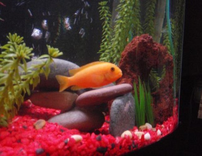 freshwater fish - pseudotropheus estherae - red zebra cichlid stocking in 29 gallons tank - Red Zebra freshwater fish - pseudotropheus estherae - red zebra cichlid stocking in 29 gallons tank - Red Zebra