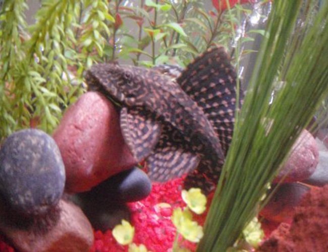 freshwater fish - glyptoperichthys gibbiceps - sailfin pleco (l-83) stocking in 29 gallons tank - pelco freshwater fish - glyptoperichthys gibbiceps - sailfin pleco (l-83) stocking in 29 gallons tank - pelco