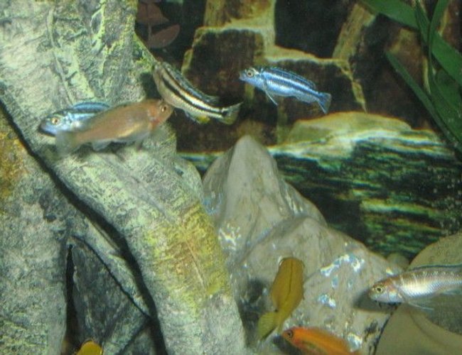 freshwater fish - melanochromis auratus - auratus cichlid stocking in 75 gallons tank - Africans freshwater fish - melanochromis auratus - auratus cichlid stocking in 75 gallons tank - Africans