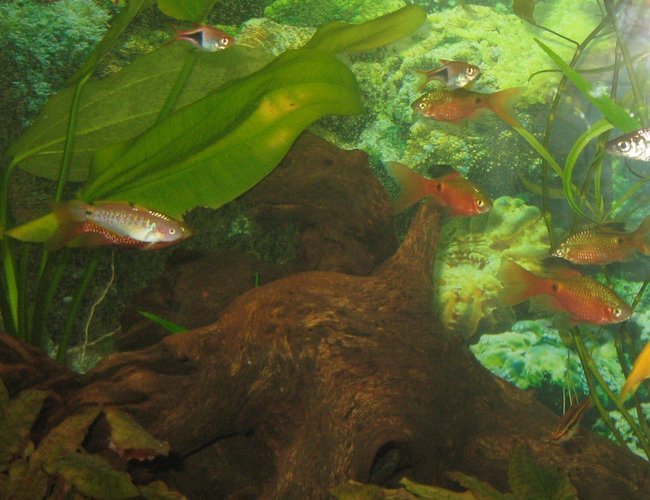 freshwater fish - puntius conchonius - rosy barb stocking in 75 gallons tank - Peacock Gobi, Rosey Barb, Cherry Barb, Harlequin Rasboras freshwater fish - puntius conchonius - rosy barb stocking in 75 gallons tank - Peacock Gobi, Rosey Barb, Cherry Barb, Harlequin Rasboras