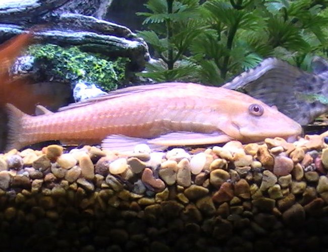 freshwater fish - glyptoperichthys gibbiceps - sailfin pleco (l-83) stocking in 55 gallons tank - idk freshwater fish - glyptoperichthys gibbiceps - sailfin pleco (l-83) stocking in 55 gallons tank - idk