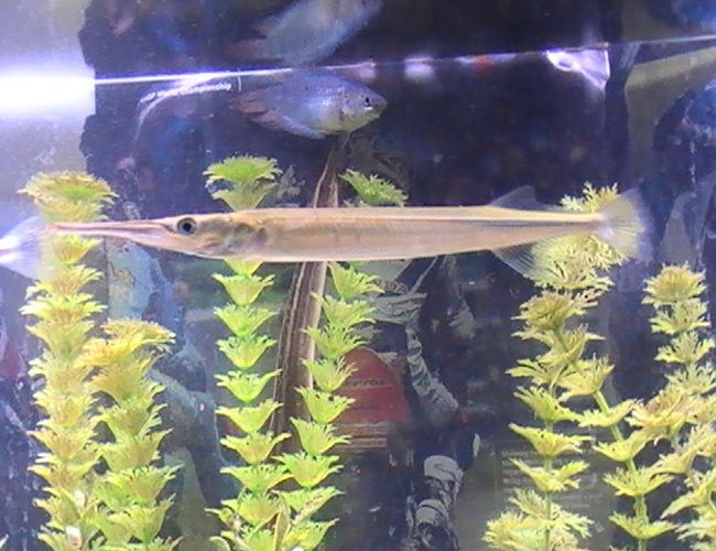 freshwater fish - xenentodon cancila - needle nose gar stocking in 55 gallons tank - coming freshwater fish - xenentodon cancila - needle nose gar stocking in 55 gallons tank - coming