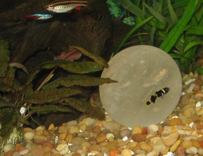 freshwater fish - brachygobius doriae - bumble bee goby stocking in 75 gallons tank - Bumblebee Gobi, Neon Tetra, Cherry Barb freshwater fish - brachygobius doriae - bumble bee goby stocking in 75 gallons tank - Bumblebee Gobi, Neon Tetra, Cherry Barb