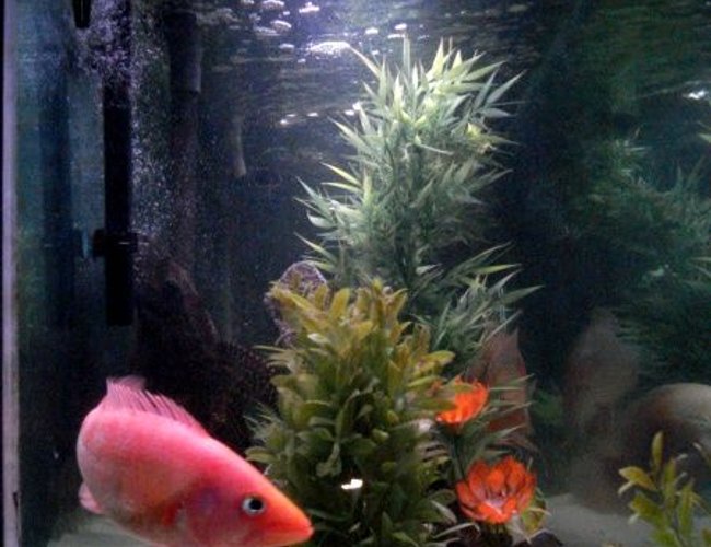 freshwater fish - petenia splendida - red bay snook stocking in 135 gallons tank - red snook freshwater fish - petenia splendida - red bay snook stocking in 135 gallons tank - red snook