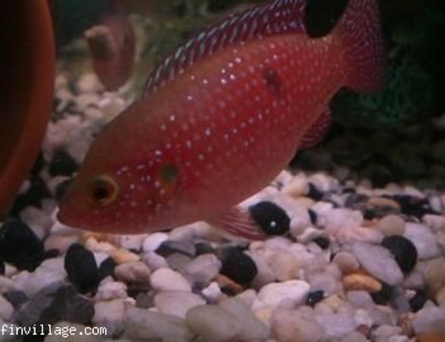 freshwater fish - hemichromis lifalili - lifalili cichlid stocking in 65 gallons tank - hemichromis lifalili freshwater fish - hemichromis lifalili - lifalili cichlid stocking in 65 gallons tank - hemichromis lifalili