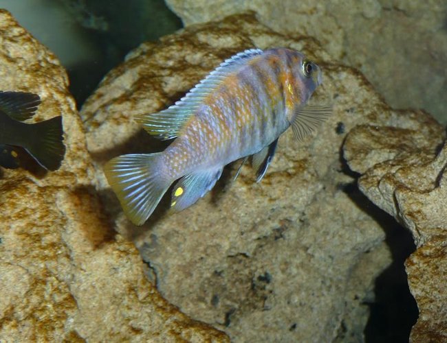 freshwater fish - labeotropheus fuelleborni - fuelleborni cichlid, marmalade stocking in 50 gallons tank - Pseaudotropheus OB Morph??? freshwater fish - labeotropheus fuelleborni - fuelleborni cichlid, marmalade stocking in 50 gallons tank - Pseaudotropheus OB Morph???