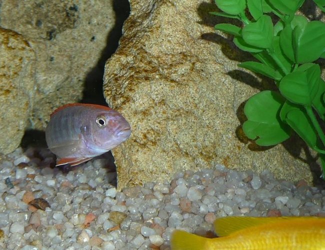 freshwater fish - tropheops sp. red cheek - red cheek stocking in 50 gallons tank - Tropheops red cheek freshwater fish - tropheops sp. red cheek - red cheek stocking in 50 gallons tank - Tropheops red cheek