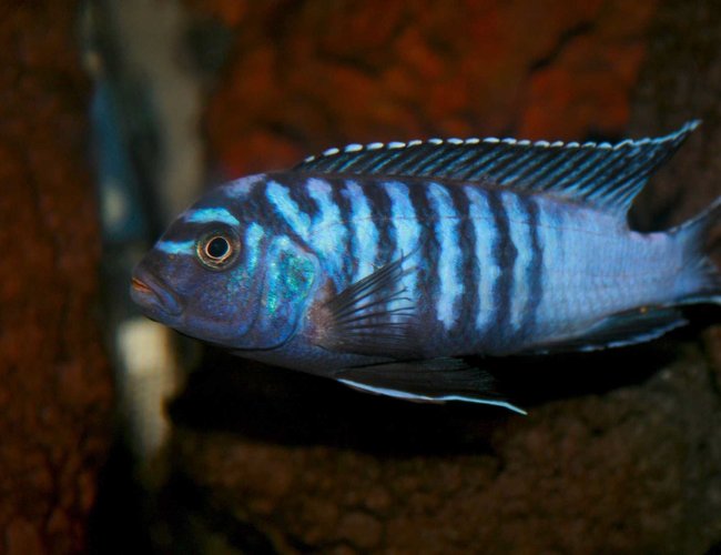 freshwater fish - pseudotropheus elongatus - elongate mbuna stocking in 35 gallons tank - Pseudotropheus Elongatus freshwater fish - pseudotropheus elongatus - elongate mbuna stocking in 35 gallons tank - Pseudotropheus Elongatus