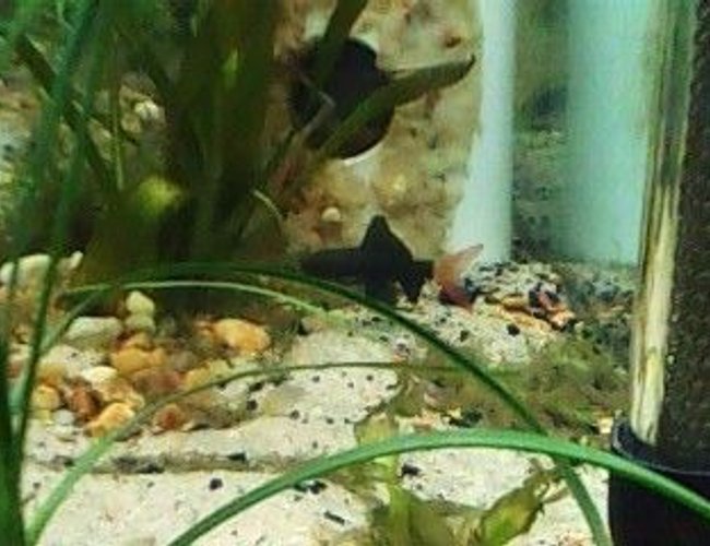 freshwater fish - epalzeorhynchos bicolor - redtail shark stocking in 160 gallons tank - Red Tail Shark- juvenile 2" freshwater fish - epalzeorhynchos bicolor - redtail shark stocking in 160 gallons tank - Red Tail Shark- juvenile 2"