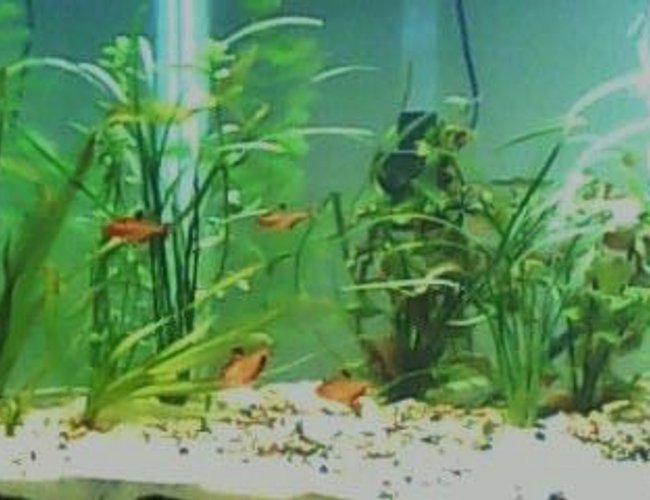 freshwater fish - hyphessobrycon callistus - red minor serpae tetra stocking in 160 gallons tank - Serpae Tetra freshwater fish - hyphessobrycon callistus - red minor serpae tetra stocking in 160 gallons tank - Serpae Tetra