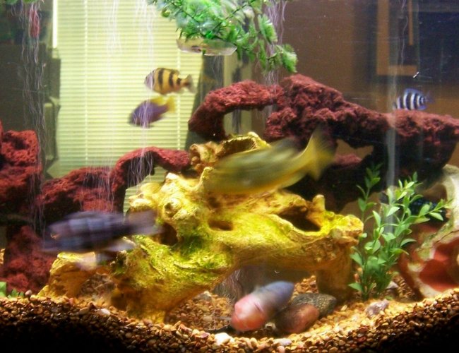 freshwater fish - haplochromis sp. 44 - haplochromis obliquidens stocking in 30 gallons tank - Our 55 gallon freshwater fish - haplochromis sp. 44 - haplochromis obliquidens stocking in 30 gallons tank - Our 55 gallon
