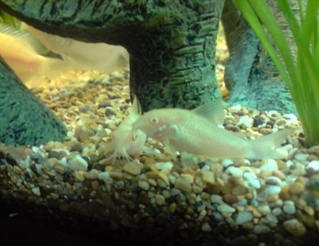 freshwater fish - corydoras aeneus - albino aeneus cory cat stocking in 31 gallons tank - Fry and Laurie freshwater fish - corydoras aeneus - albino aeneus cory cat stocking in 31 gallons tank - Fry and Laurie
