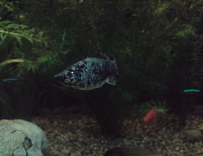 freshwater fish - poecilia latipinna - dalmatian molly stocking in 31 gallons tank - Ozzy the Molly freshwater fish - poecilia latipinna - dalmatian molly stocking in 31 gallons tank - Ozzy the Molly