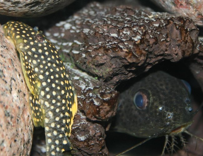 freshwater fish - baryancistrus sp. - gold nugget pleco (l-18) stocking in 150 gallons tank - L081 & Syno Catfish freshwater fish - baryancistrus sp. - gold nugget pleco (l-18) stocking in 150 gallons tank - L081 & Syno Catfish