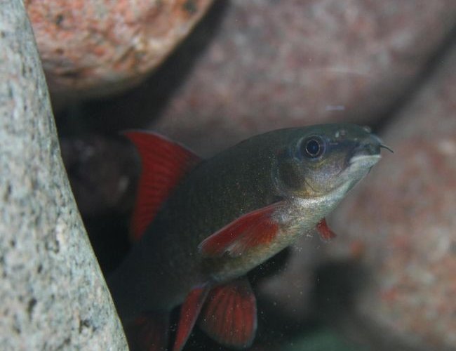 freshwater fish - epalzeorhynchos frenatus - rainbow shark stocking in 150 gallons tank - Epalzeorhynchos Frenatus freshwater fish - epalzeorhynchos frenatus - rainbow shark stocking in 150 gallons tank - Epalzeorhynchos Frenatus
