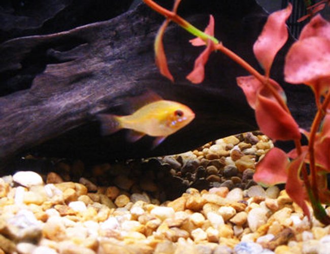 freshwater fish - papiliochromis ramirezi - german gold ram stocking in 20 gallons tank - Zebra Cichlid freshwater fish - papiliochromis ramirezi - german gold ram stocking in 20 gallons tank - Zebra Cichlid