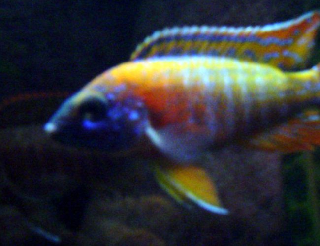 freshwater fish - aulonocara rubescens - ruby red peacock stocking in 55 gallons tank - Male Ruby Red Peacock with female in the background. freshwater fish - aulonocara rubescens - ruby red peacock stocking in 55 gallons tank - Male Ruby Red Peacock with female in the background.